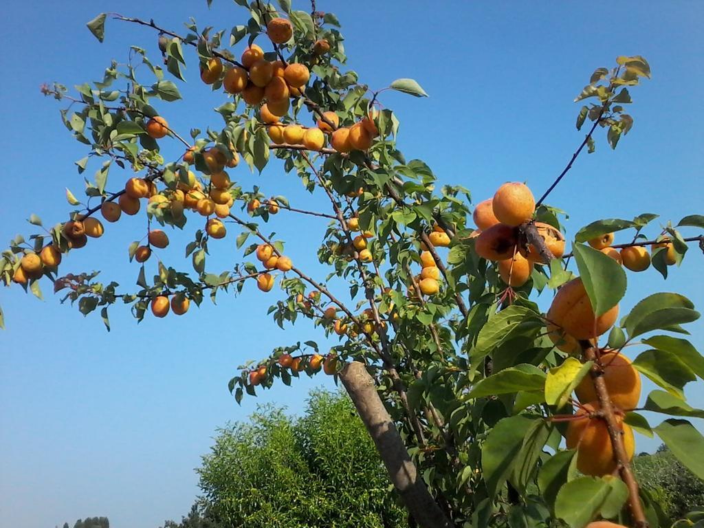 Il Giuggiolo Bed and Breakfast Conegliano Rum bild