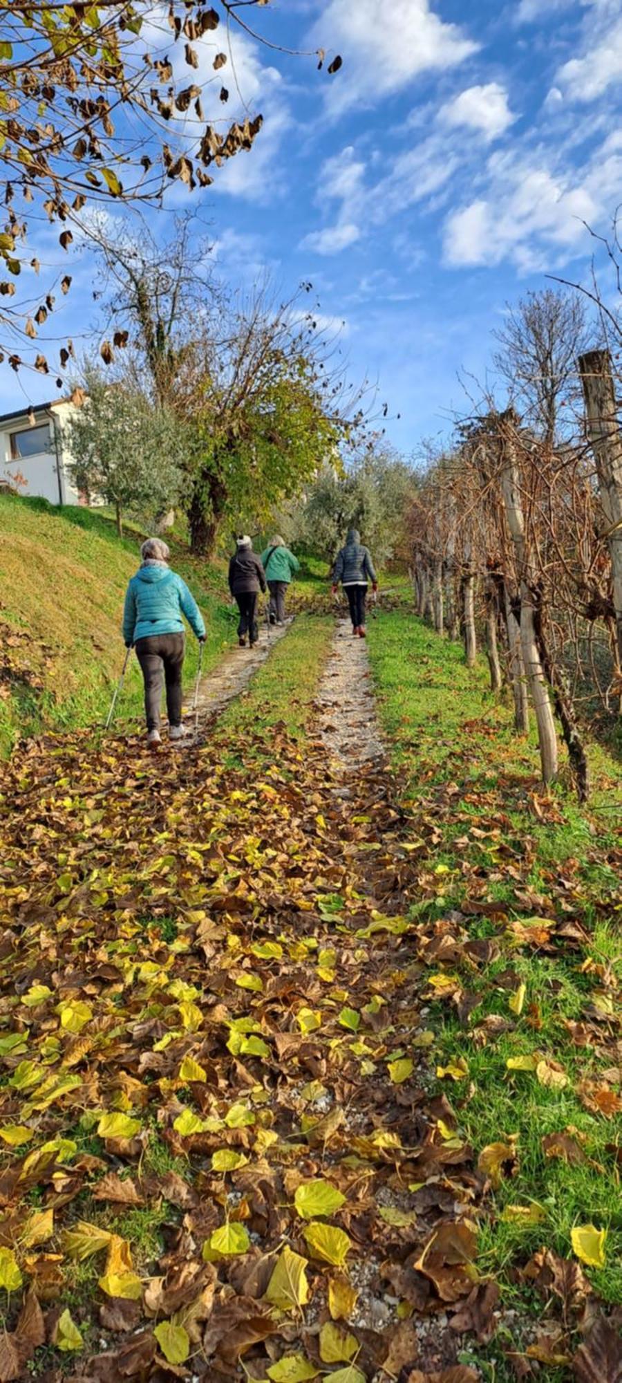 Il Giuggiolo Bed and Breakfast Conegliano Exteriör bild