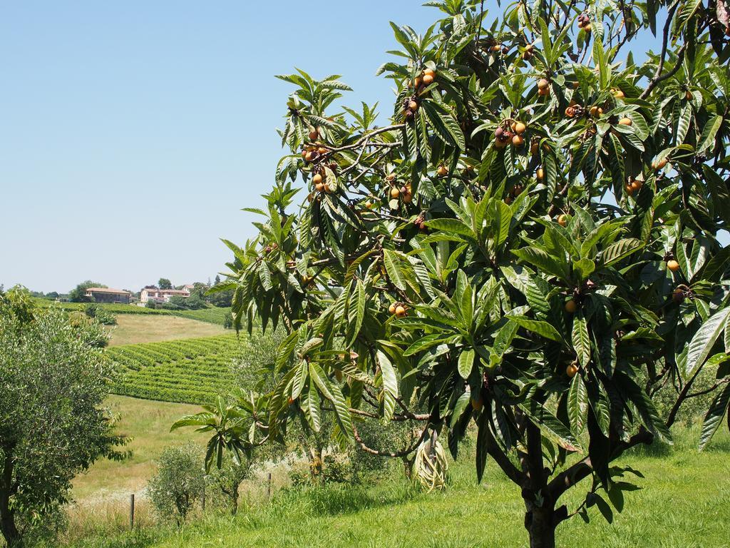 Il Giuggiolo Bed and Breakfast Conegliano Exteriör bild